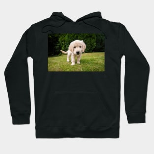 Cheeky Pup Hoodie